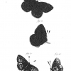 papilio ino rott5